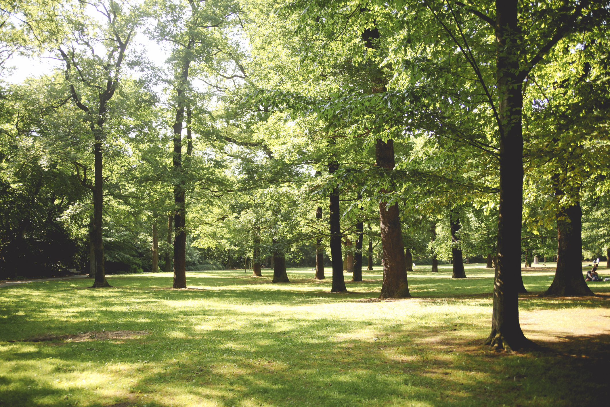 Trees in the park bathed in sunlight shining through the brances dapling on the floor